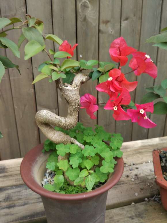 上盆了几个三角梅下山桩 怎么样 图片