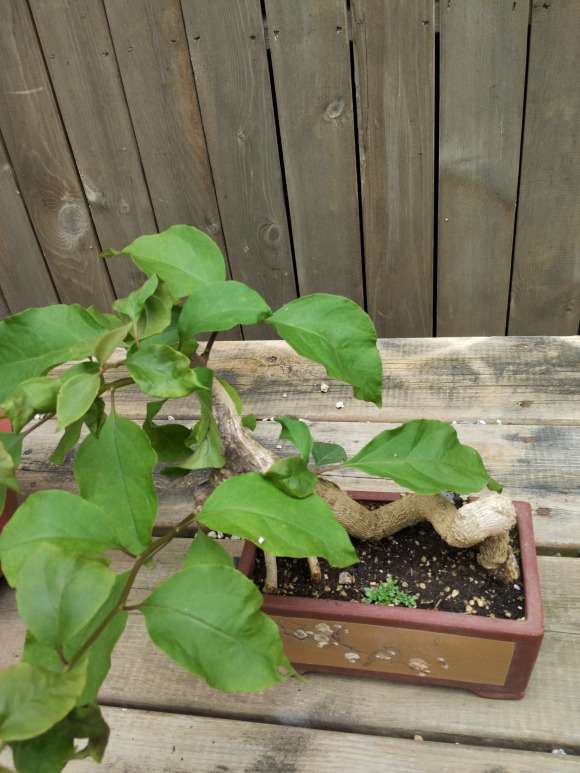 上盆了几个三角梅下山桩 怎么样 图片