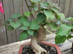 上盆了几个三角梅下山桩 可以吗 图片