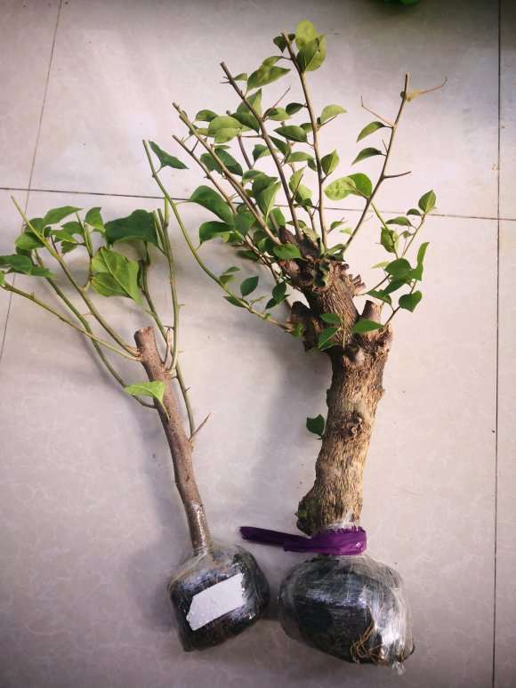 三角梅下山桩需要套袋保湿吗 图片