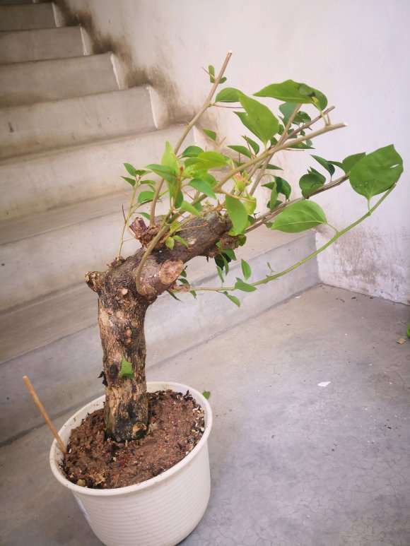 三角梅下山桩需要套袋保湿吗 图片