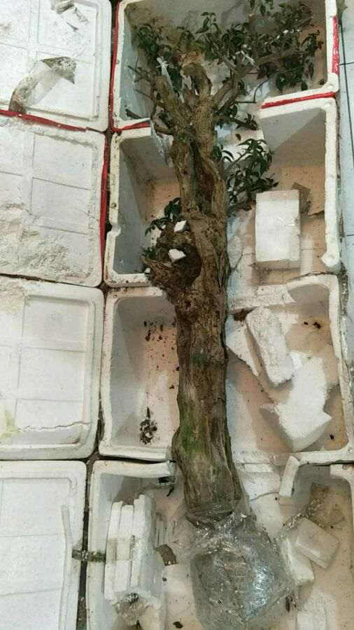 三角梅下山桩小花小叶全掉了 怎么办