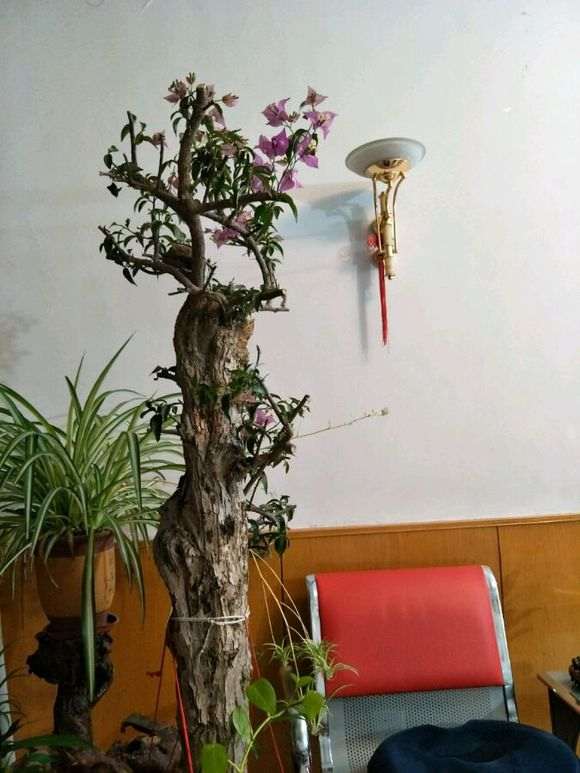 三角梅下山桩小花小叶全掉了 怎么办