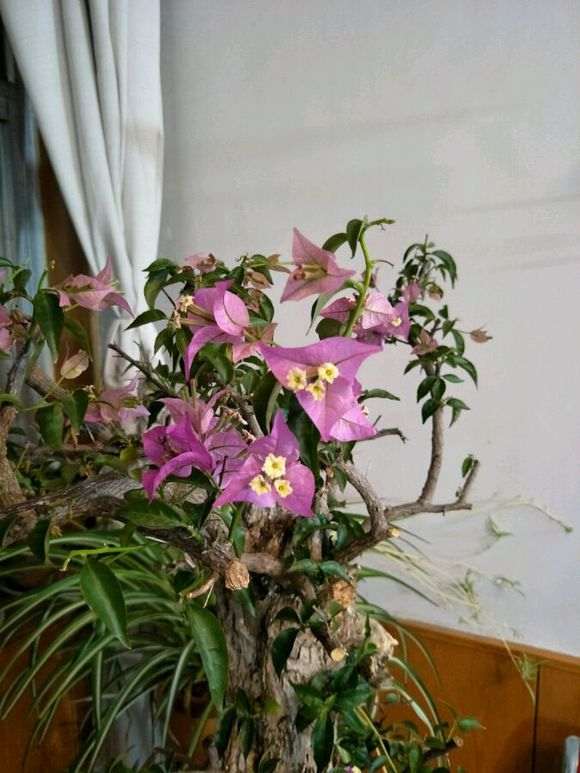 三角梅下山桩小花小叶全掉了 怎么办