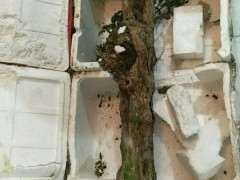 三角梅下山桩小花小叶全掉了 怎么办