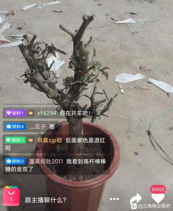 桑巴三角梅下山桩 50元 值不值 图片