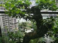 三角梅下山桩担心养不活 怎么办 图片