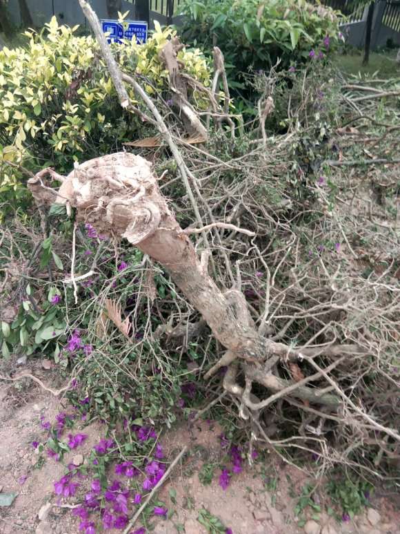 三角梅下山桩怎么养活的过程 图片