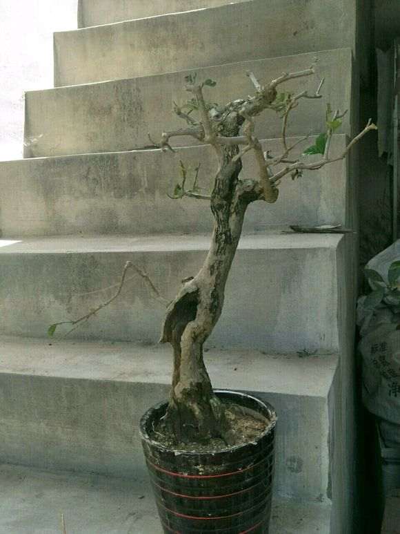 三角梅下山桩怎么养活的过程 图片