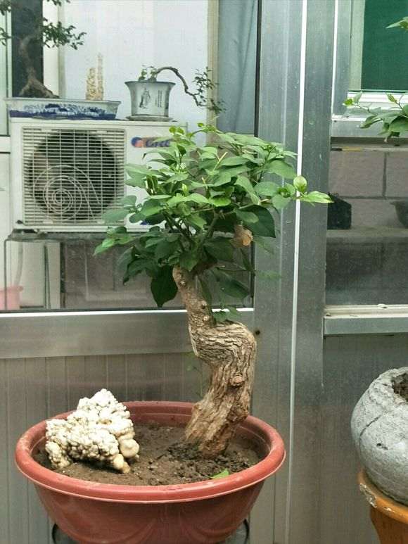 三角梅下山桩怎么养活的过程 图片