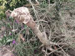 三角梅下山桩怎么养活的过程 图片