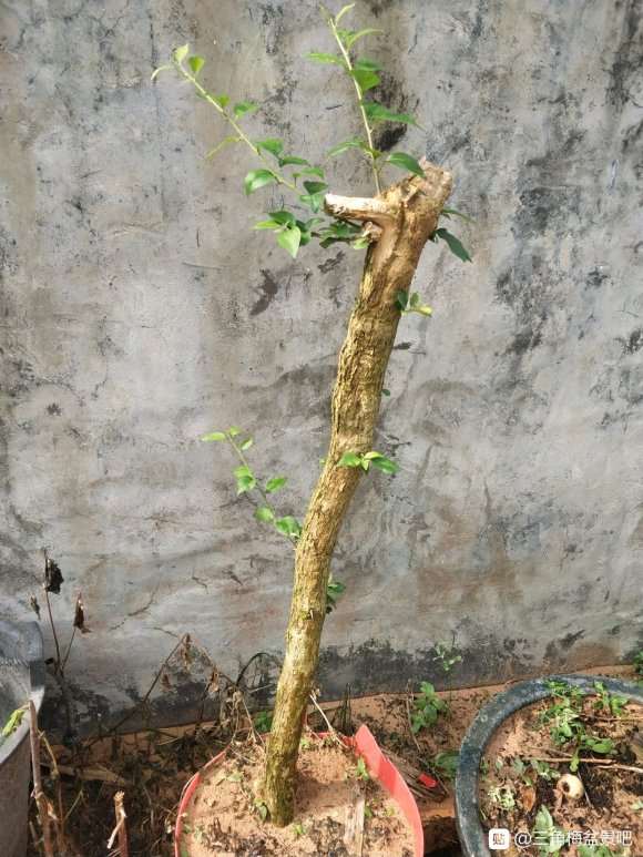 三角梅下山桩枝条插土种植成功 图片