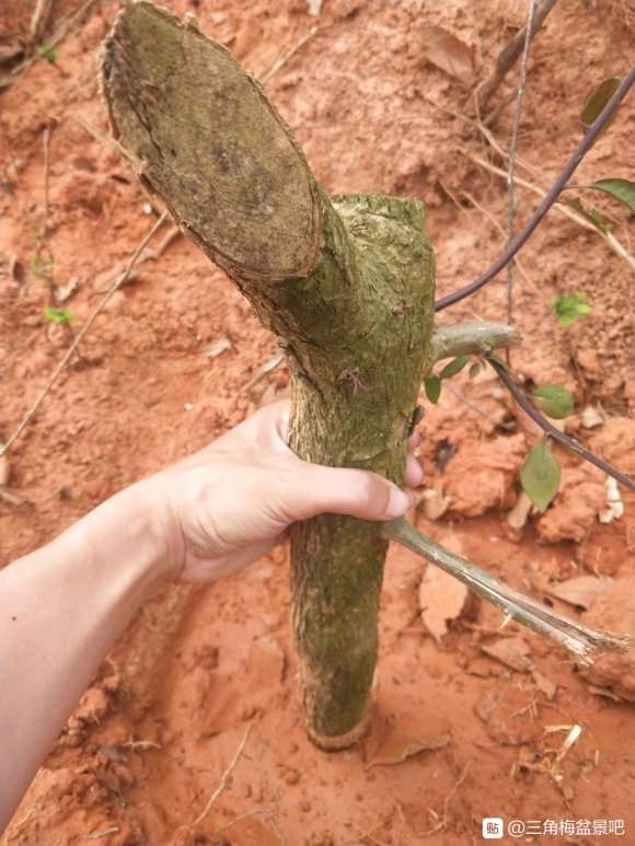 三角梅下山桩枝条插土种植成功 图片