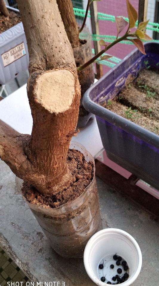 第一次扦插三角梅下山桩 已经生根 图片