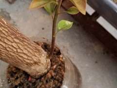 第一次扦插三角梅下山桩 已经生根 图片