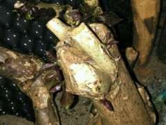 大枝扦插三角梅下山桩逼芽成功 图片