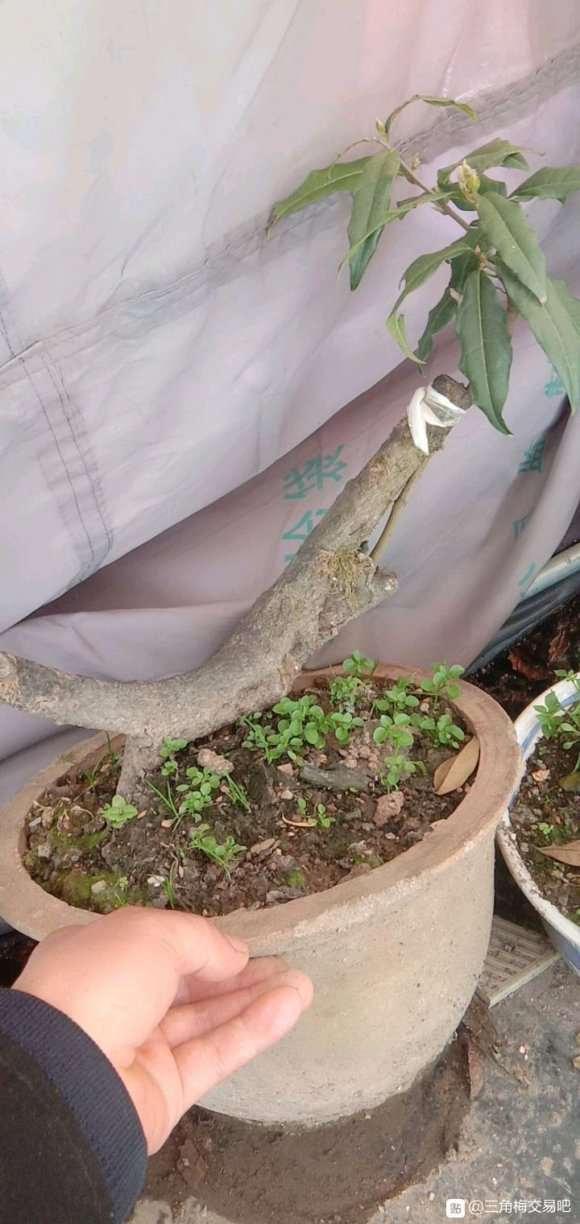 三角梅下山桩有花芽 还没有开 怎么办