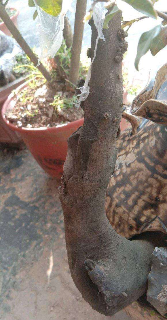 三角梅下山桩有花芽 还没有开 怎么办