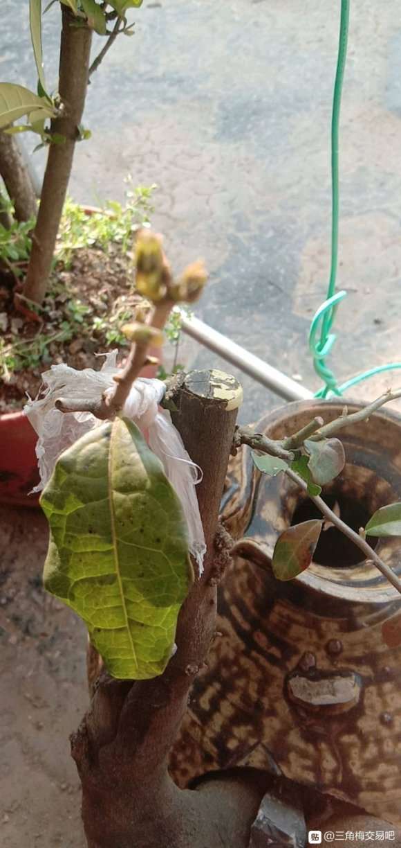 三角梅下山桩有花芽 还没有开 怎么办