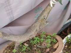 三角梅下山桩有花芽 还没有开 怎么办