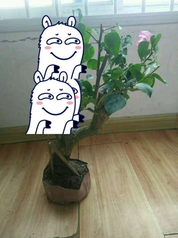 三角梅下山桩怎么定型 最好看 图片