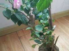 三角梅下山桩怎么定型 最好看 图片