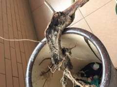 三角梅下山桩枝条怎么去留 图片