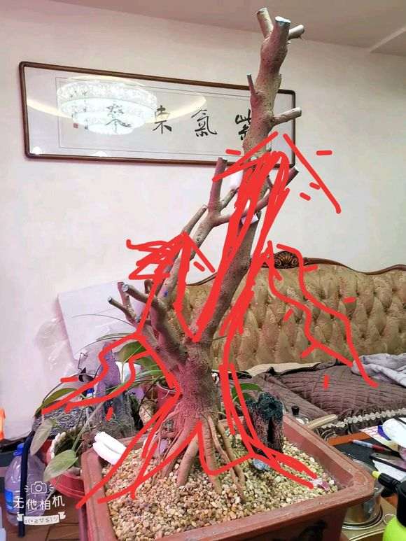 三角梅提根下山桩怎么切 最好 图片