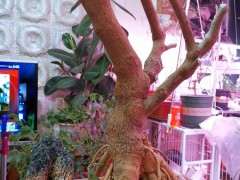 三角梅提根下山桩怎么切 最好 图片