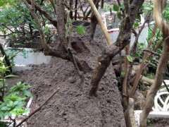 三角梅下山桩老桩移植能活吗 图片