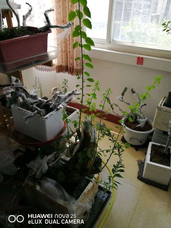 三角梅下山桩枝条这么长了 怎么办