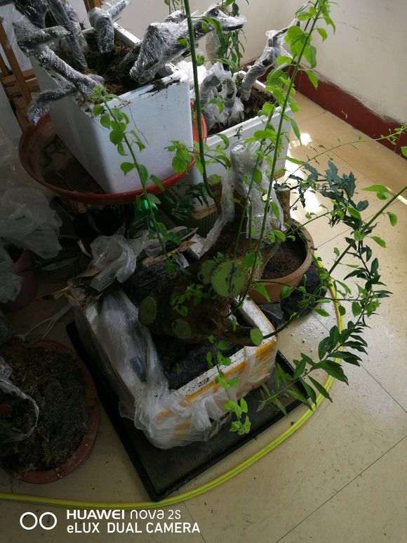 三角梅下山桩枝条这么长了 怎么办