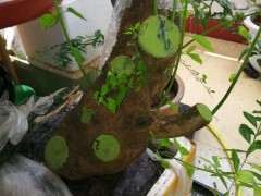 三角梅下山桩枝条这么长了 怎么办