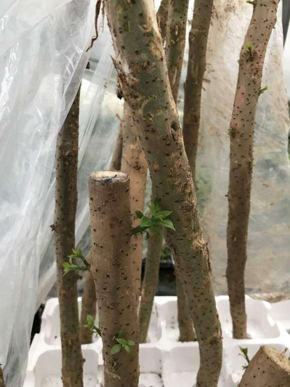 插了半月的三角梅下山桩 发芽了 图片