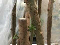 插了半月的三角梅下山桩 发芽了 图片