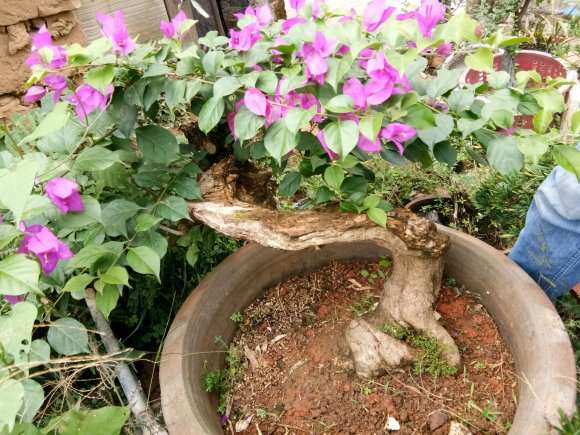 三角梅下山桩 主杆无皮 怎么办 图片