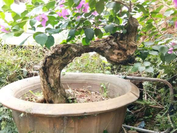 三角梅下山桩 主杆无皮 怎么办 图片