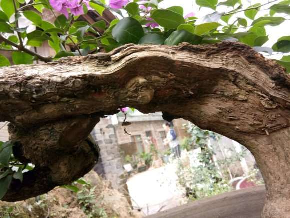 三角梅下山桩 主杆无皮 怎么办 图片