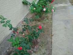 三角梅下山桩地栽真的好吗 图片