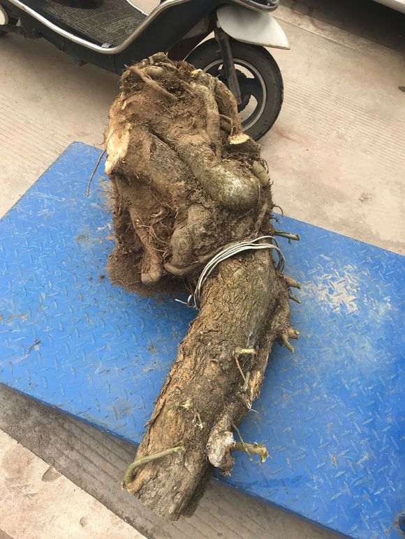 三角梅下山桩老桩20年了 怎么样 图片