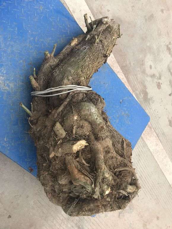 三角梅下山桩老桩20年了 怎么样 图片