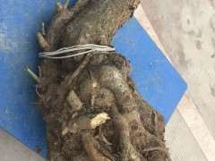 三角梅下山桩老桩20年了 可以吗 图片