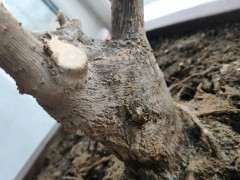 三角梅下山桩冒了好多小芽 怎么办 图片