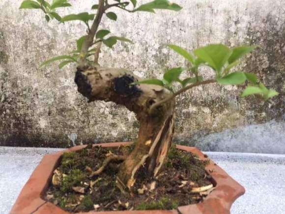 三角梅下山桩的造型设计图 图片