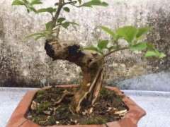 三角梅下山桩的造型设计图 图片