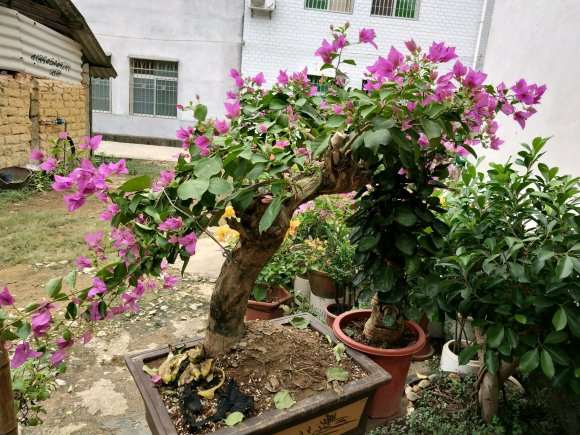 广东秋季三角梅下山桩能不能种活