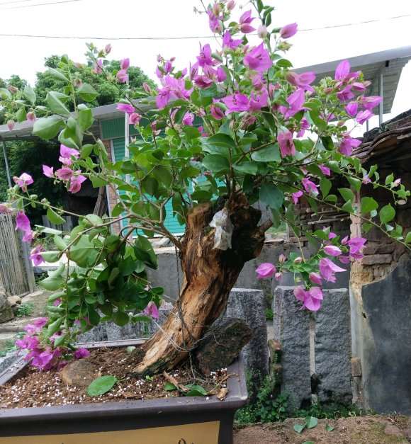 广东秋季三角梅下山桩能不能种活