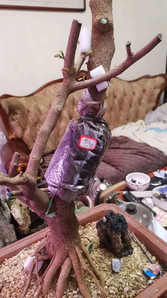 三角梅下山桩 没有根系 怎么办 图片