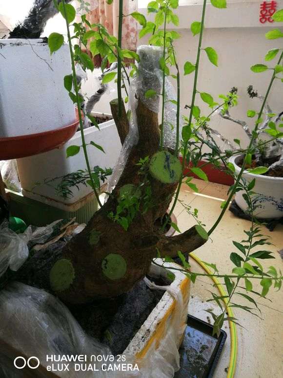 三角梅下山桩 没有根系 怎么办 图片