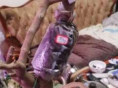 三角梅下山桩 没有根系 怎么办 图片